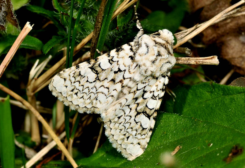 Falene screziate di nero